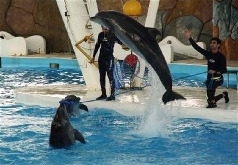 پارک دلفین های کیش - تفریحات کیش - کیش ارزان - تور کیش - جزیره ی کیش